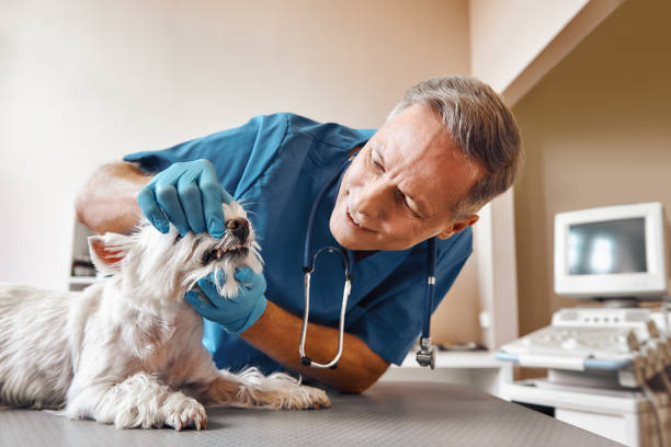 Best After-Hours Dental Trauma Care in Marceline, MO